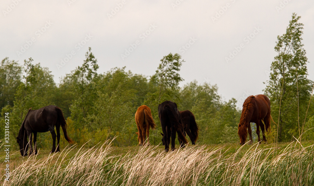 Wild horses in the Danube Delta, Romania Wild horses in the Danube Delta, Romania