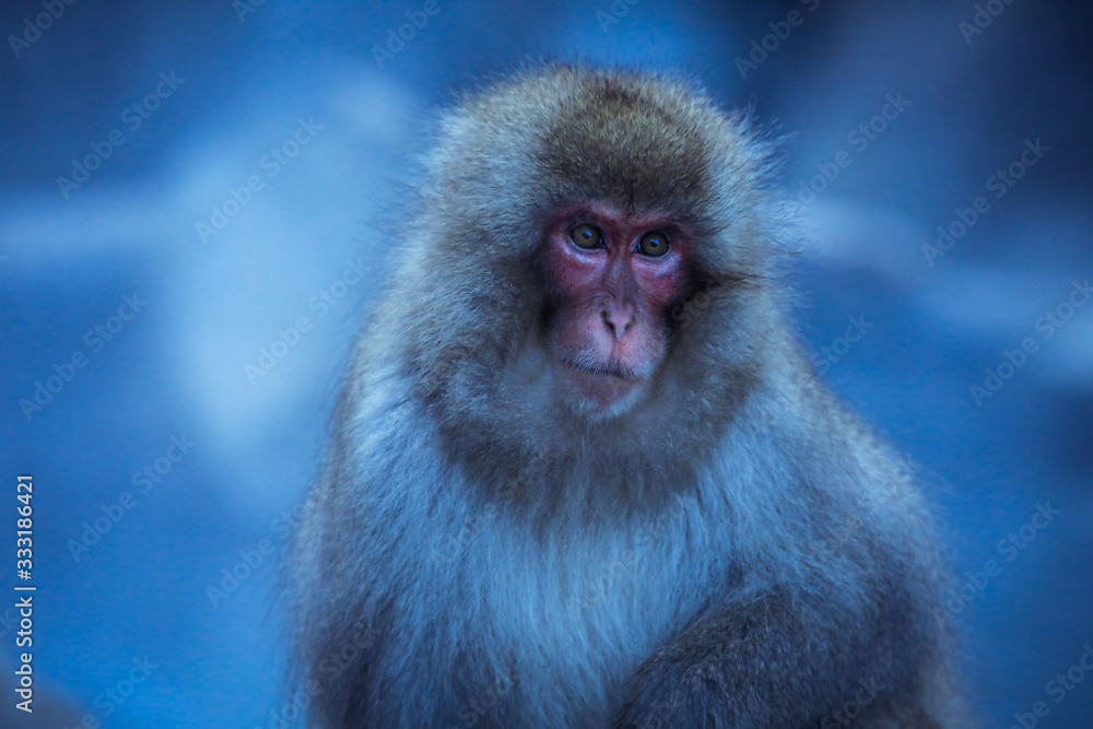 Close up Snow monkey Face in the Jigokudani park, Japan Close up Snow monkey Face in the Jigokudani park, Japan