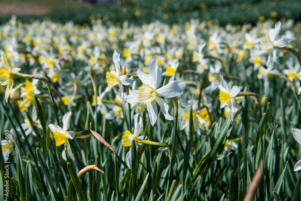 A single daffodil pointing away from the field of daffodils and standing uniquely on its own