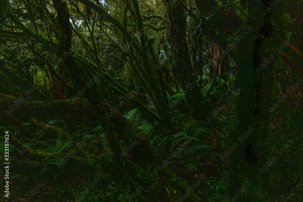 bewitched goblin forest in the dark bewitched goblin forest in the dark