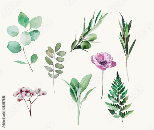 watercolor plant (fern, eucaliptus, sag, olive, poppy)