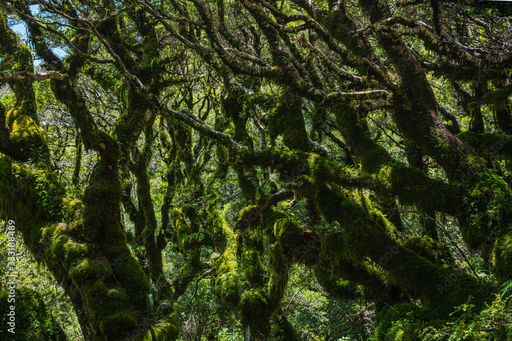 mossy trees in the deep forest