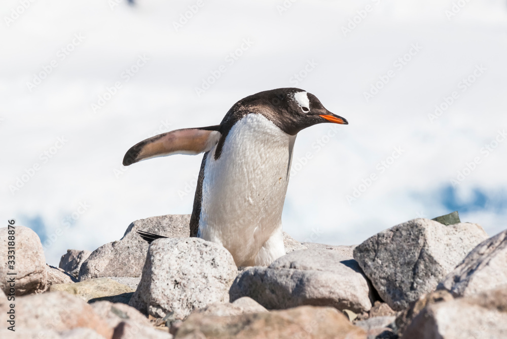 Obraz premium Gentoo Penguin,on an antarctic beach, Neko harbour,Antartica
