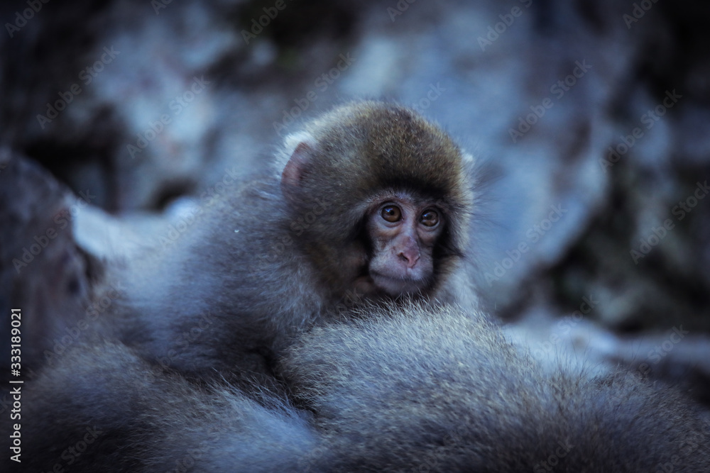 Fototapeta premium Mother and Baby from Smow monkey family in the Jigokudani Park, Japan