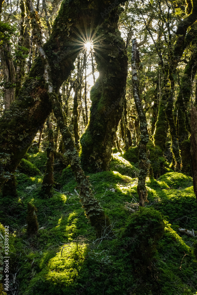 Fototapeta premium trees in the new zealand forest