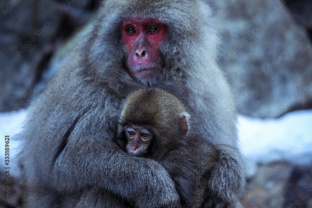 Mother and Baby from Smow monkey family in the Jigokudani Park, Japan Mother and Baby from Smow monkey family in the Jigokudani Park, Japan