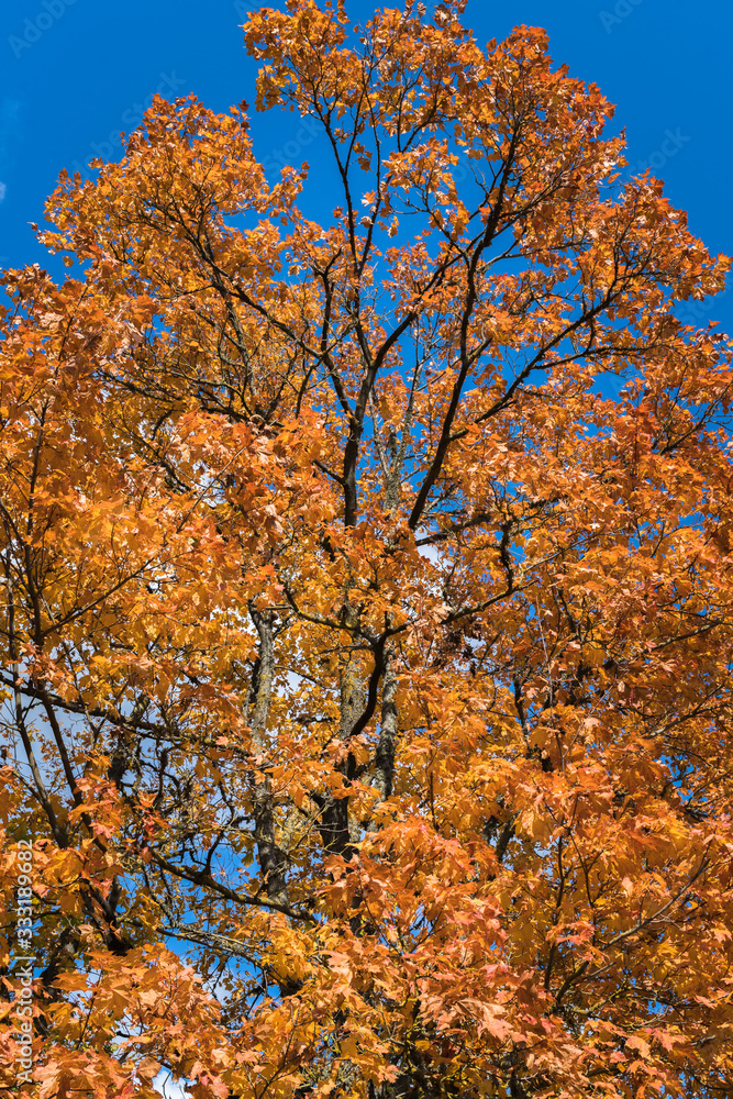 maple tree branches with yellow, red, brownish leaves on a blue sky background, bottom view