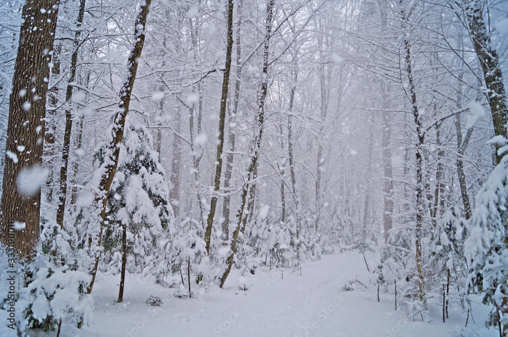 View of a winter snowy forest with trees covered with white fluffy snow on a frosty sunny day