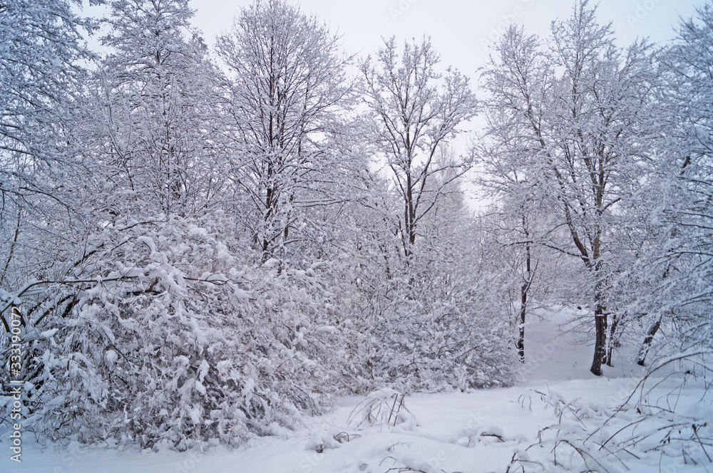 Obraz premium View of a winter snowy forest with trees covered with white fluffy snow on a frosty sunny day