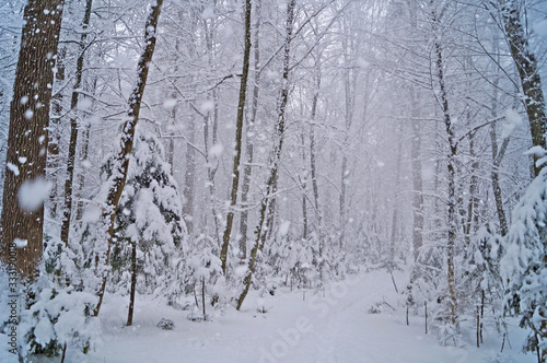 View of a winter snowy forest with trees covered with white fluffy snow on a frosty sunny day