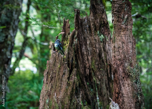 New Zealand robin perching on a tree trunk