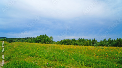 Summer flowering meadow in the Carpathian mountains under a blue sky on a sunny summer day © Vira