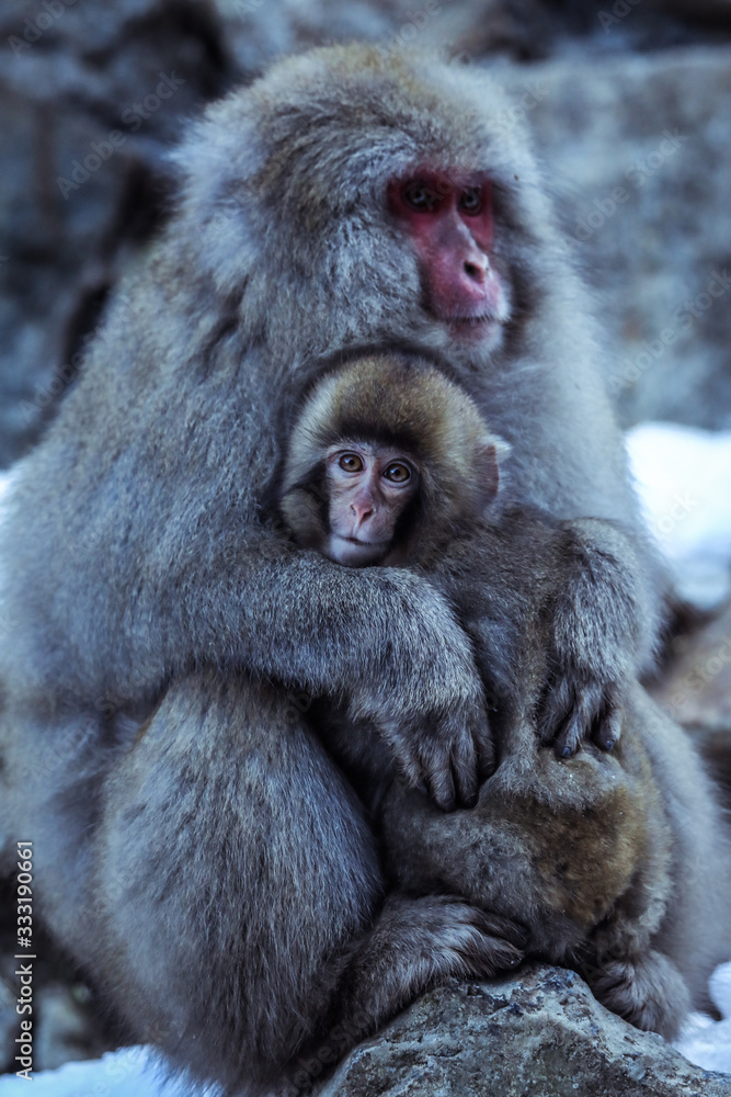 Naklejka premium Mother and Baby from Smow monkey family in the Jigokudani Park, Japan