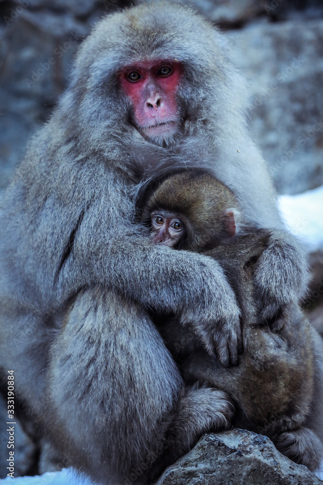 Mother and Baby from Smow monkey family in the Jigokudani Park, Japan Mother and Baby from Smow monkey family in the Jigokudani Park, Japan