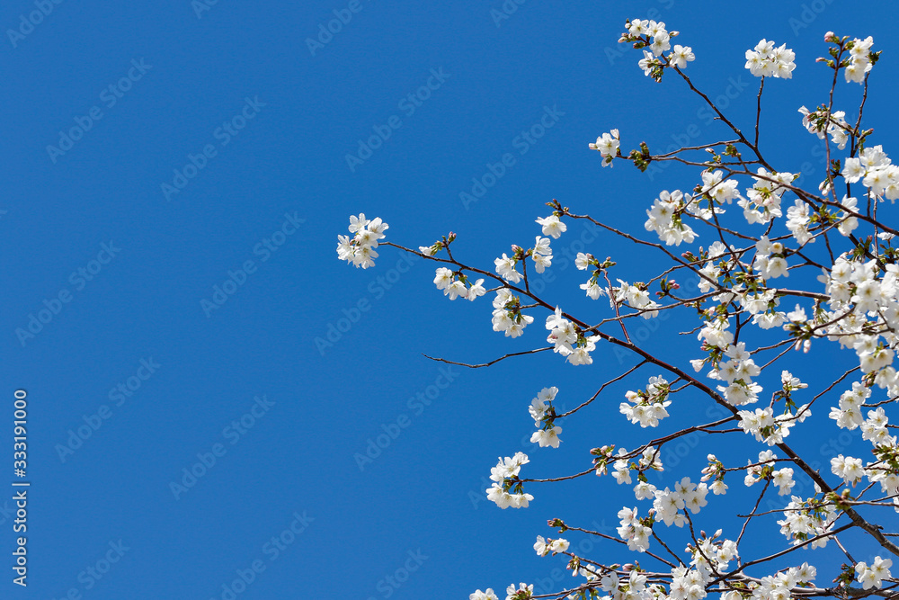 Cherry blossoms in full bloom Cherry blossoms in full bloom