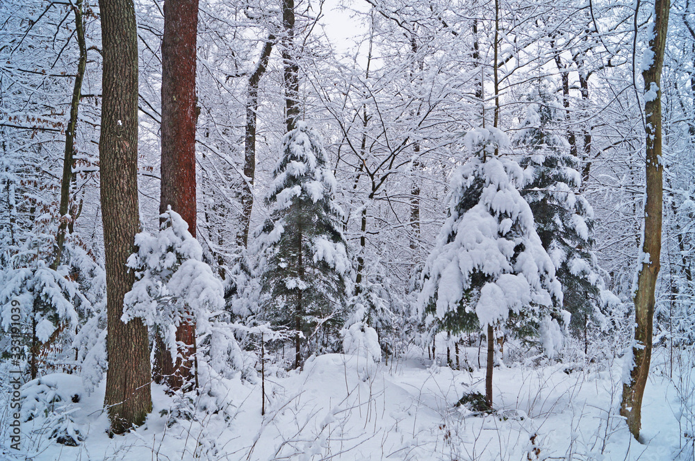 View of a winter snowy forest with trees covered with white fluffy snow on a frosty sunny day View of a winter snowy forest with trees covered with white fluffy snow on a frosty sunny day