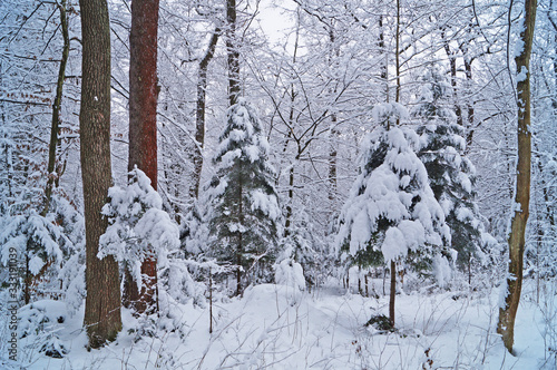 View of a winter snowy forest with trees covered with white fluffy snow on a frosty sunny day
