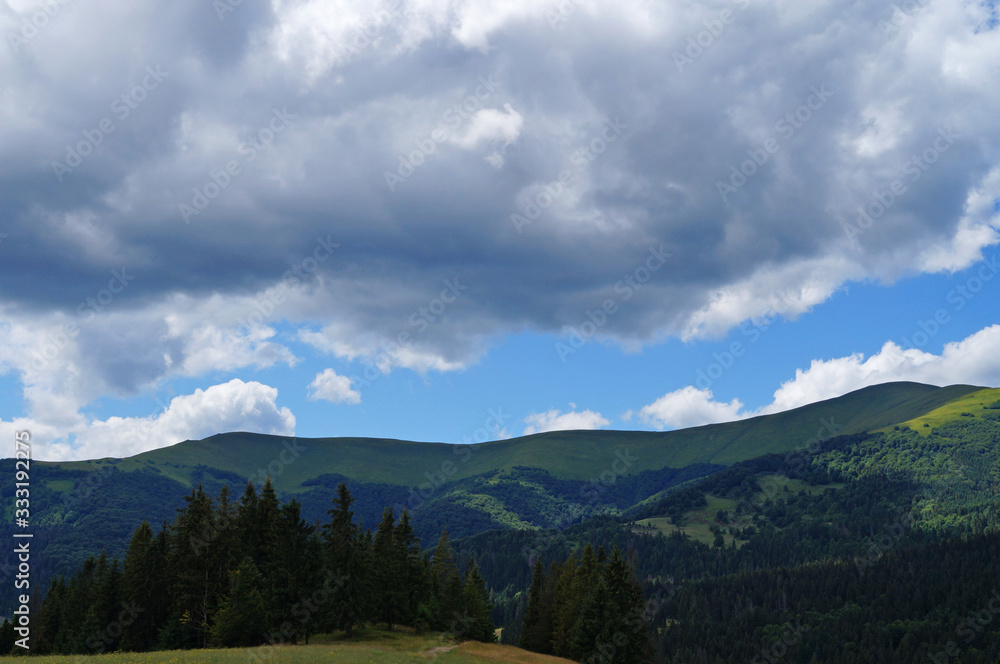 Fototapeta premium Panoramic view of the Carpathian mountains covered by a green forest under a blue sky and white clouds