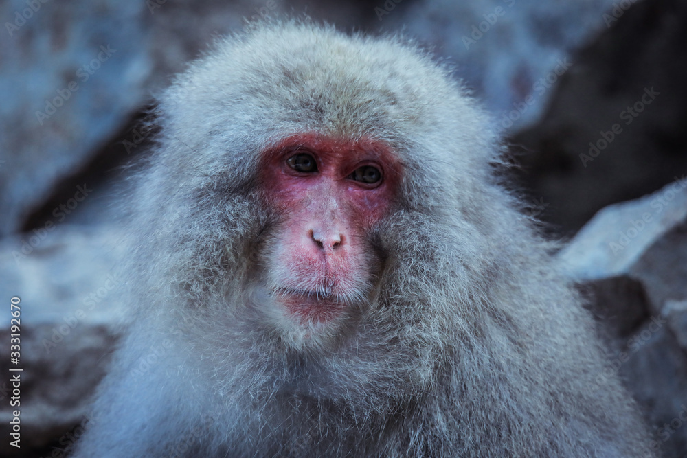 Portrait of Smow monkey in the Jigokudani Park, Japan Portrait of Smow monkey in the Jigokudani Park, Japan