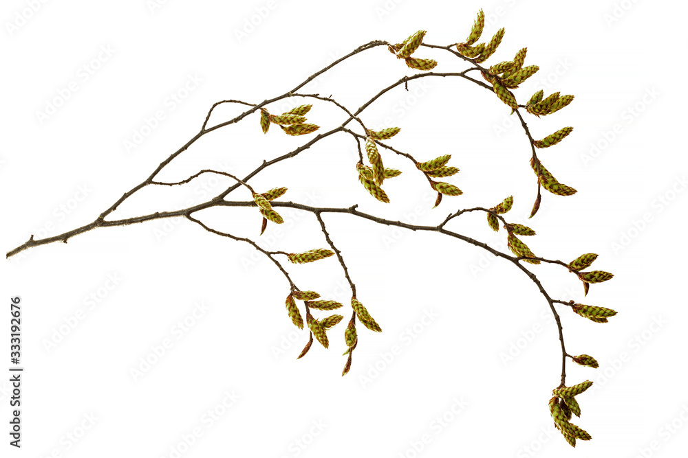 Fototapeta premium common hornbeam (Carpinus betulus) spring branch isolated on a white background