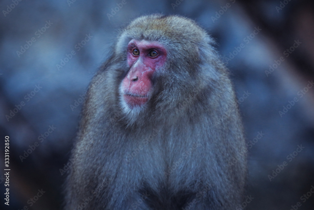 Portrait of Smow monkey in the Jigokudani Park, Japan Portrait of Smow monkey in the Jigokudani Park, Japan