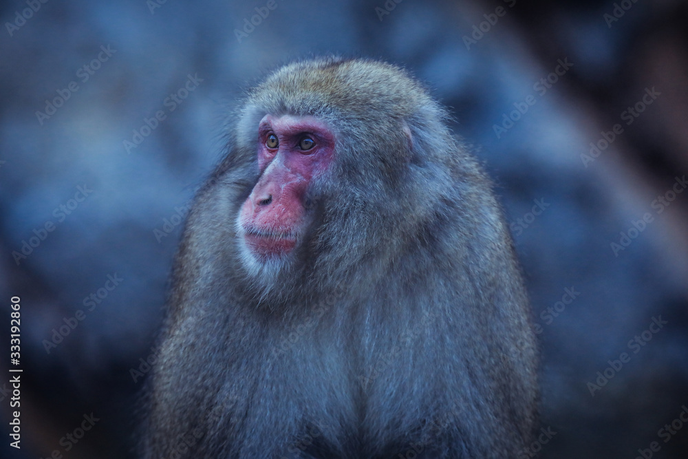Naklejka premium Portrait of Smow monkey in the Jigokudani Park, Japan