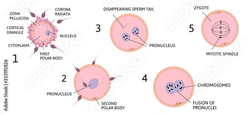 ovum spermatozoon anatomy vector illustration isolated on white background.