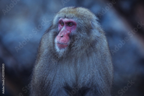 Portrait of Smow monkey in the Jigokudani Park, Japan © Dave