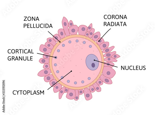 ovum anatomy vector illustration isolated on white background.