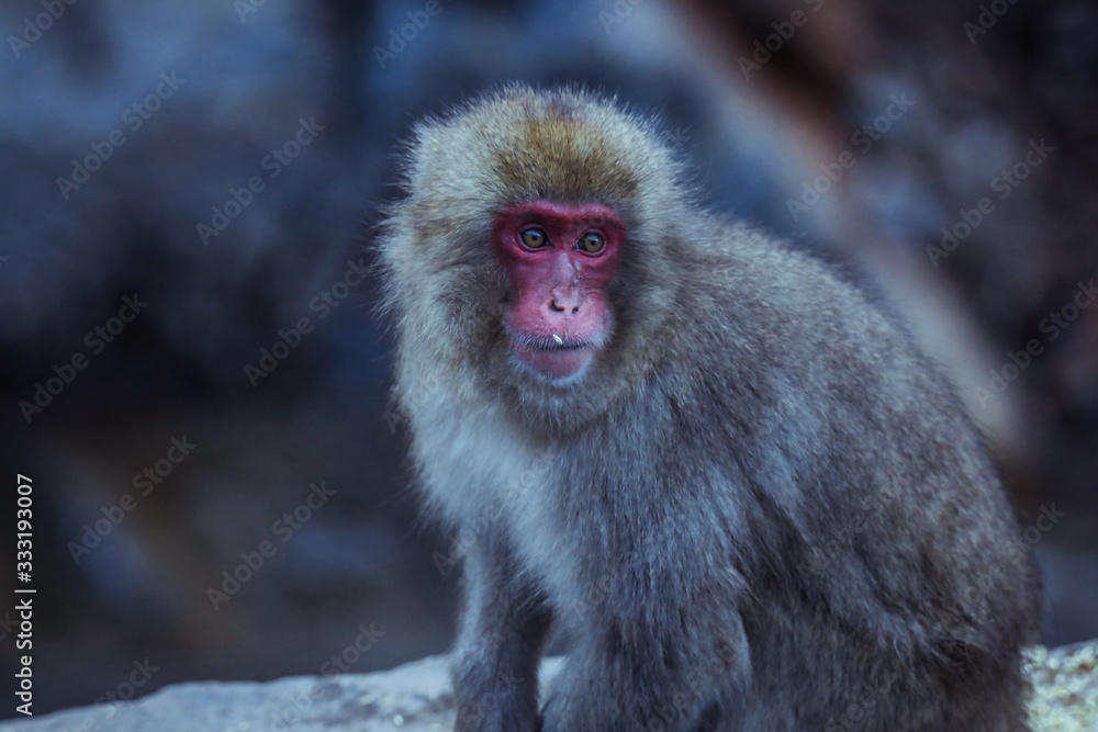 Portrait of Smow monkey in the Jigokudani Park, Japan Portrait of Smow monkey in the Jigokudani Park, Japan
