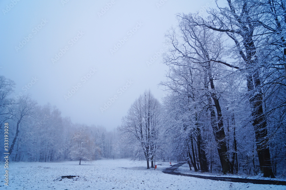View of a winter snowy forest with trees covered with white fluffy snow on a frosty sunny day View of a winter snowy forest with trees covered with white fluffy snow on a frosty sunny day