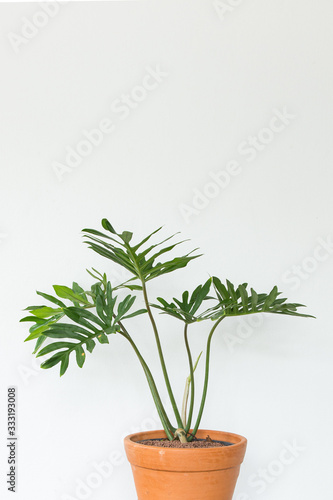 Philodendron Xanadu in a pot on white background.