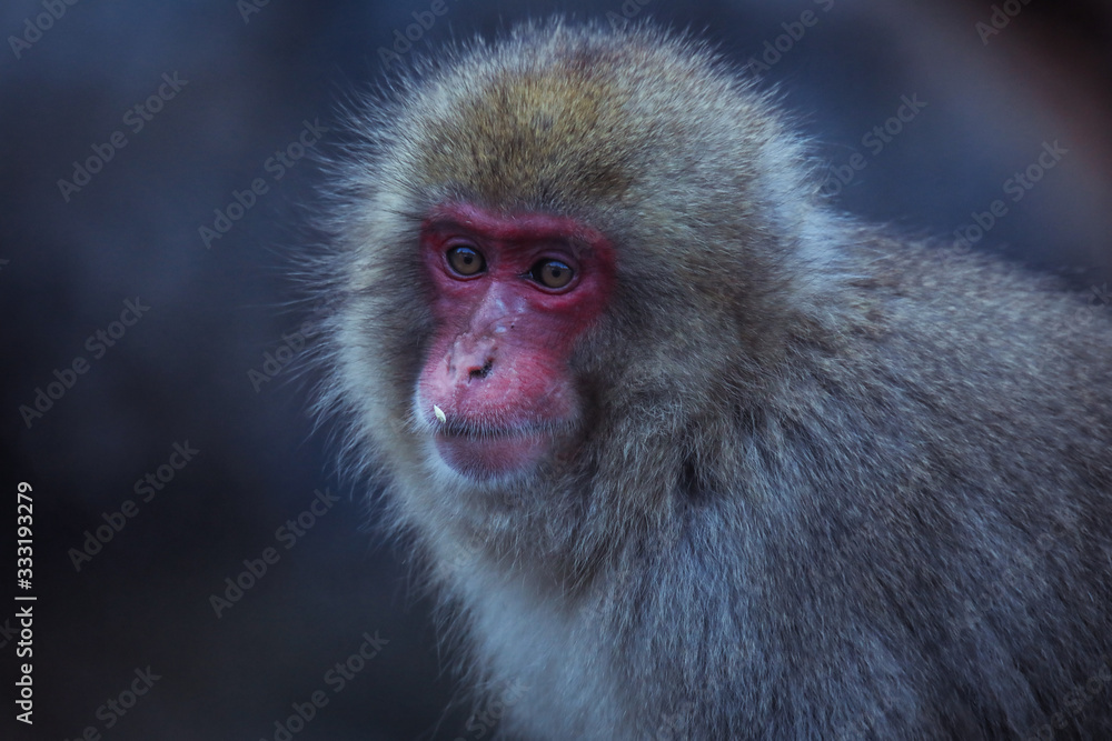 Portrait of Smow monkey in the Jigokudani Park, Japan Portrait of Smow monkey in the Jigokudani Park, Japan