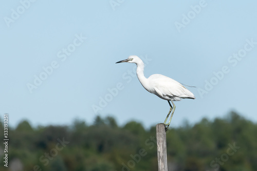 Immature little blue heron standing on a post © regis