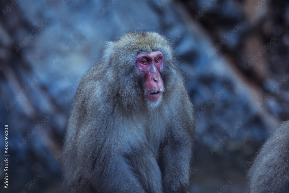 Portrait of Smow monkey in the Jigokudani Park, Japan Portrait of Smow monkey in the Jigokudani Park, Japan