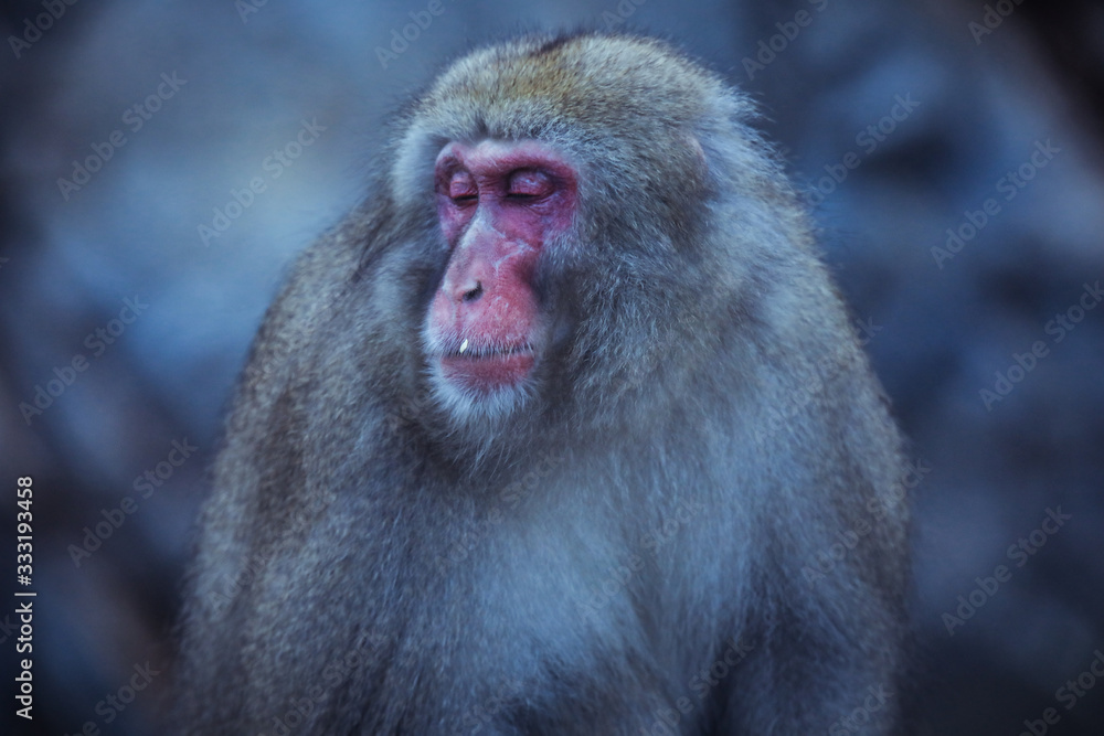 Portrait of Smow monkey in the Jigokudani Park, Japan