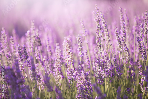 Sunset sky over lavender bushes. Close-up of flower field background. Design template for lifestyle illustration.