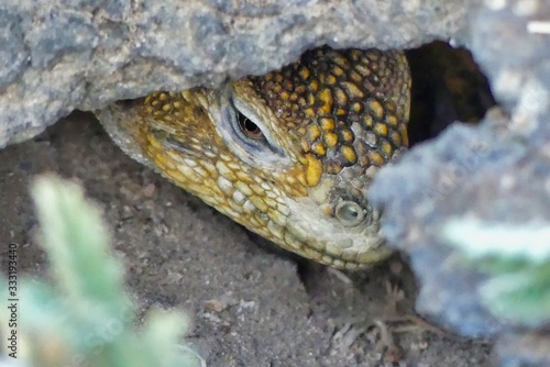 Land Lizard of the Galapagos Islands Hiding under a Col
