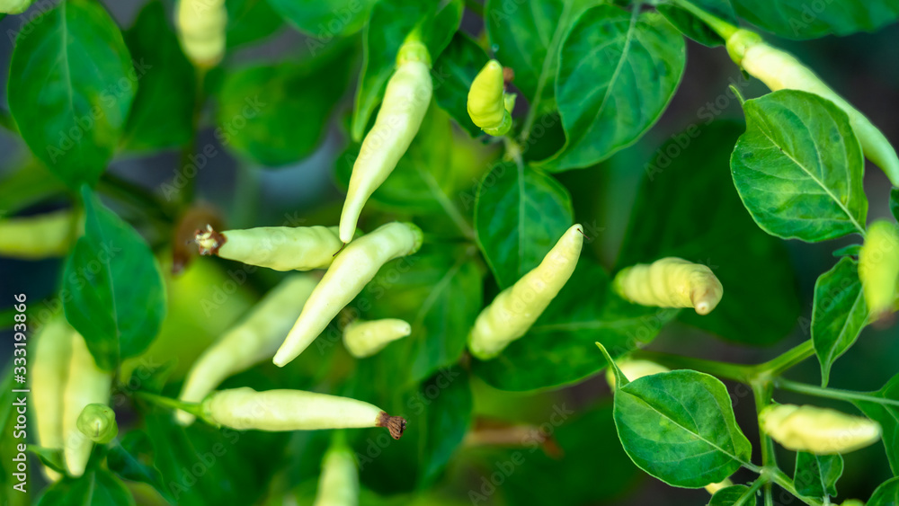 Small hot chili peppers close-up. Growing plant detai. greenhouse. Conical chillies, green leaves. Spicy bio capsicums. Capsaicin. vegetable garden Small hot chili peppers close-up. Growing plant detai. greenhouse. Conical chillies, green leaves. Spicy bio capsicums. Capsaicin. vegetable garden