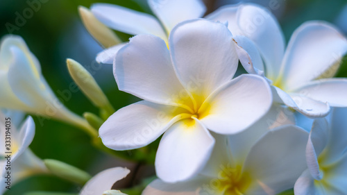 Panorama of blossoming Frangipani flower with color filter on soft pastel color. Spring landscape of Plumeria flower. Bright colorful spring flowers