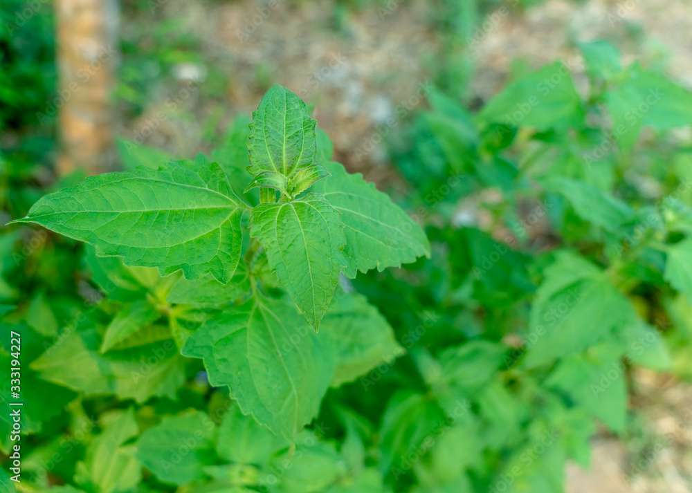 Green Bitter bush or Siam weed (Chromolaena odorata) in the Forest, Christmas bush, Devil weed, Camfhur grass, Common floss flower, Triffid Green Bitter bush or Siam weed (Chromolaena odorata) in the Forest, Christmas bush, Devil weed, Camfhur grass, Common floss flower, Triffid