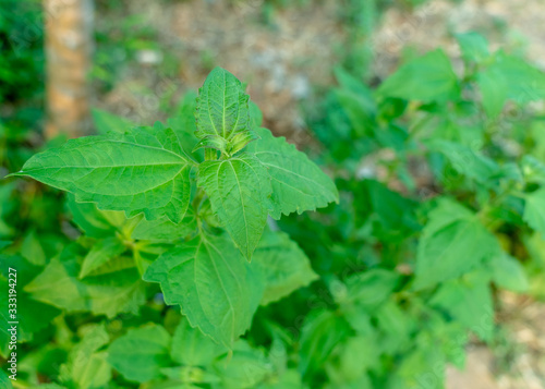 Wallpaper Mural Green Bitter bush or Siam weed (Chromolaena odorata) in the Forest, Christmas bush, Devil weed, Camfhur grass, Common floss flower, Triffid Torontodigital.ca