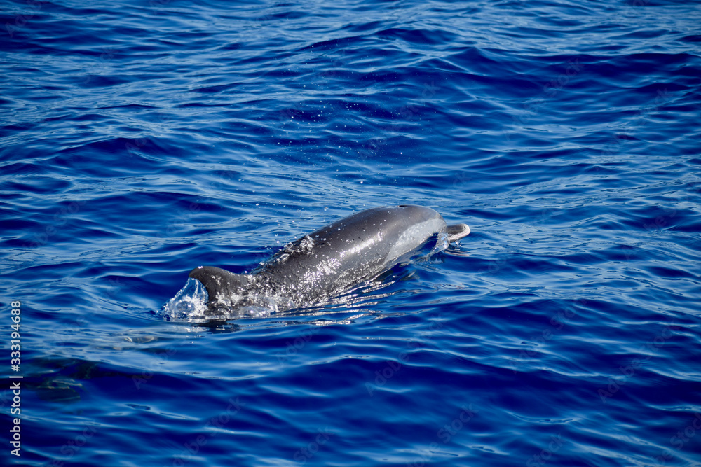 Fototapeta premium dauphin