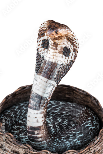 live cobra on white