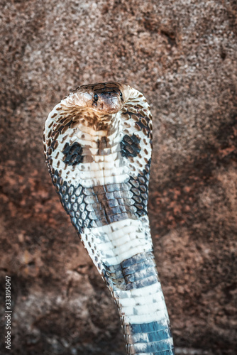 predatory cobra portrait