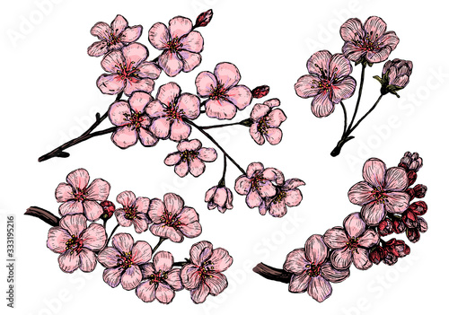 Hand drawn vector illustration. Collection of blooming branches of Sakura. Set of cherry flowers. Botanical realistic sketches isolated on white. Colored elements for design, typography, print, poster