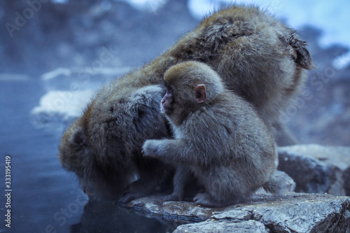 Mother and Baby from Smow monkey family in the Jigokudani Park  Japan