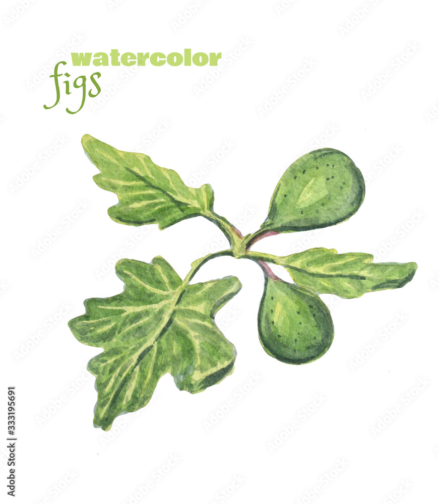 Fototapeta premium Watercolor green figs with leaves isolated on a white background.