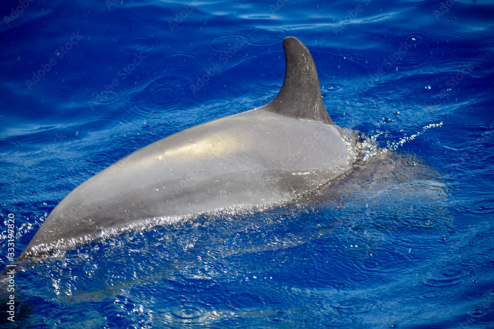 Fototapeta premium dauphin