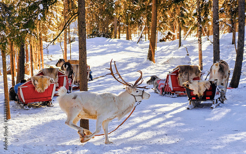 White reindeer jumping in winter farm at Lapland Finland reflex © Roman Babakin